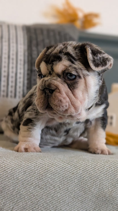 FRENCH BULLDOG (JAN 09) FEMALES