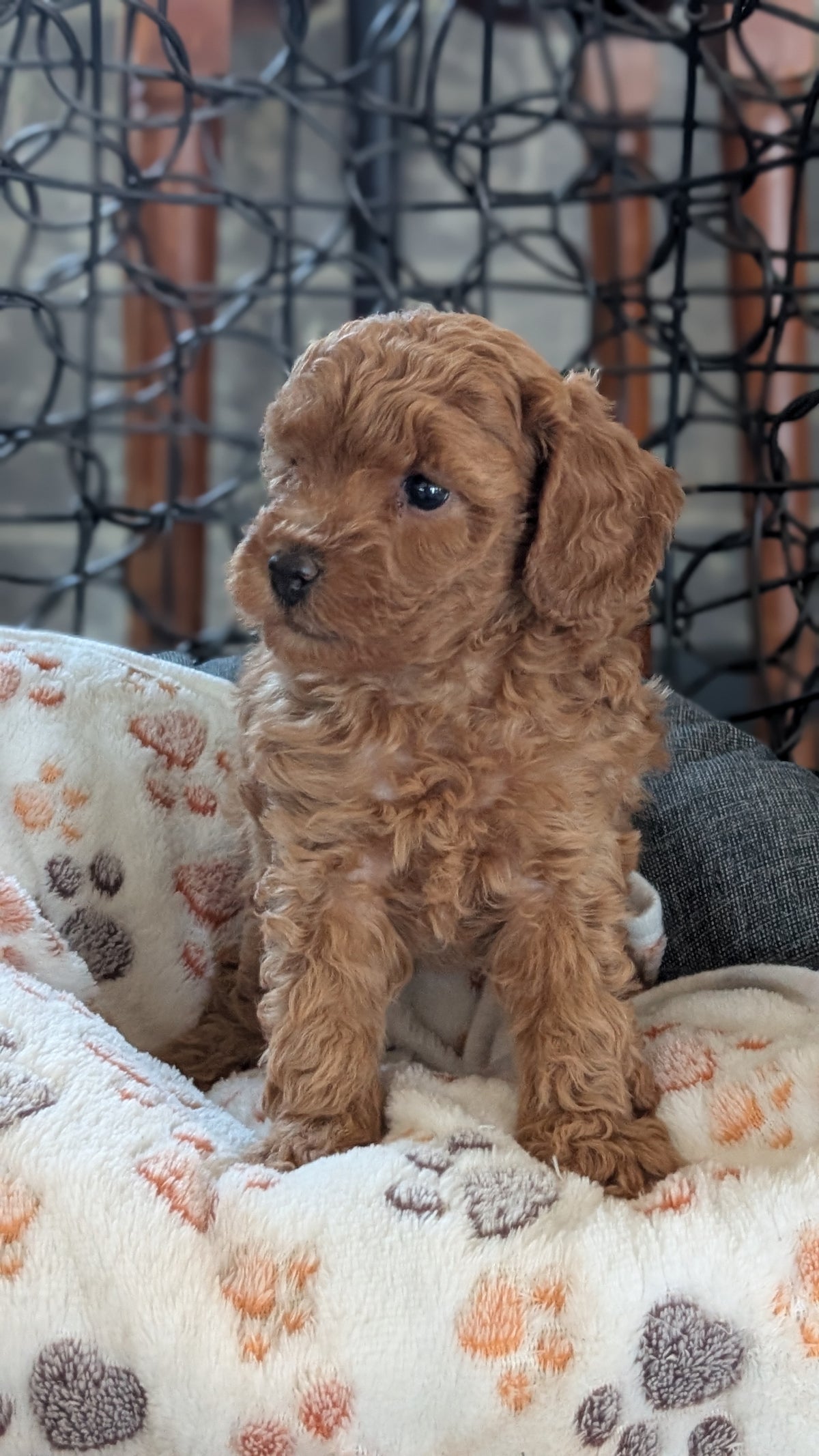TOY POODLE (SEP 10) 4 MALES/2 FEMALES