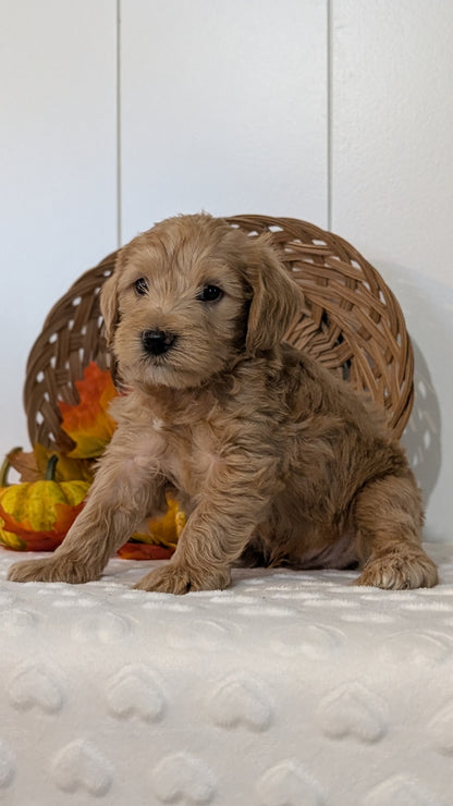 SCHNOODLE (SEP 03) 4 FEMALES/3 MALES