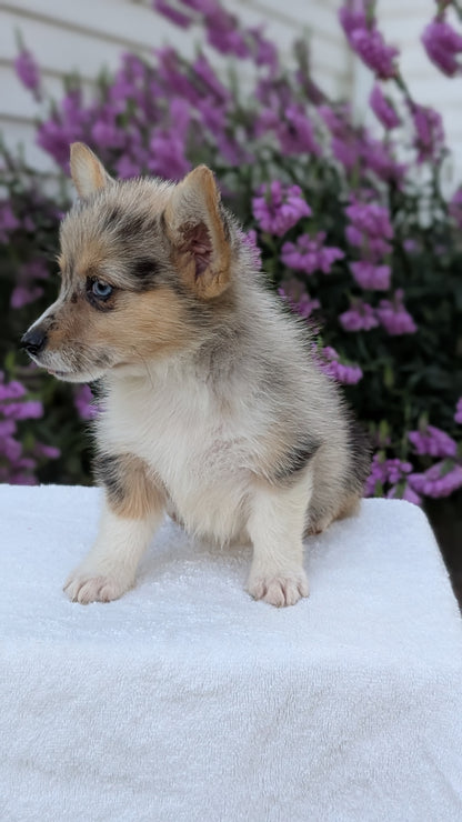 CORGI (JUN 22) FEMALE