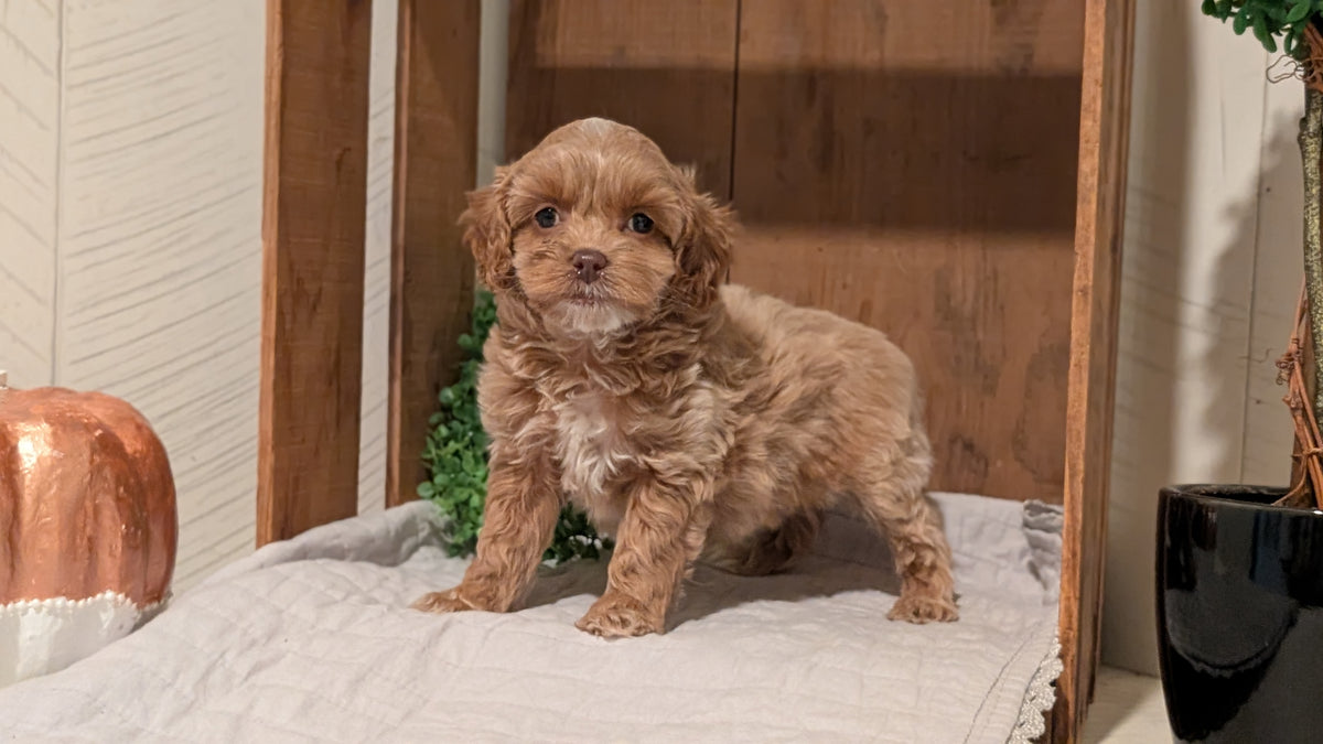 COCKAPOO (AUG 17) 3 FEMALES/1 MALE
