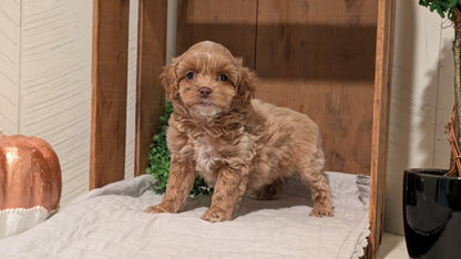 COCKAPOO (AUG 17) 3 FEMALES/1 MALE
