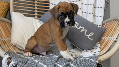 BOXER (OCT 12) MALES