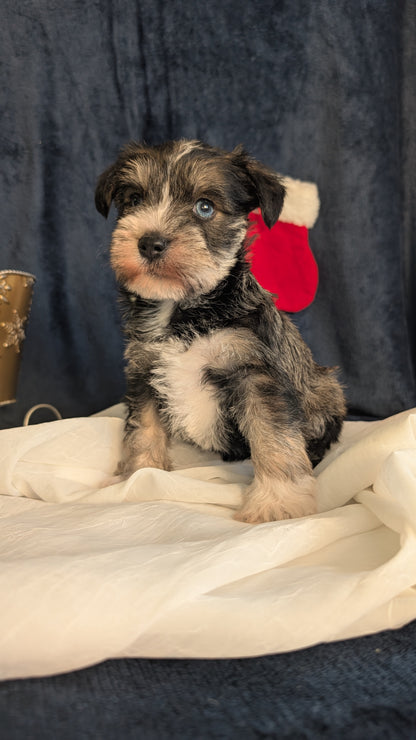 MINI SCHNAUZER (OCT 27) FEMALE