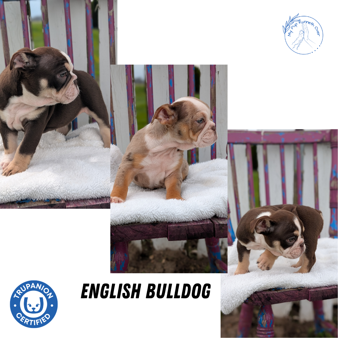 ENGLISH BULLDOG (FEB 09) MALES