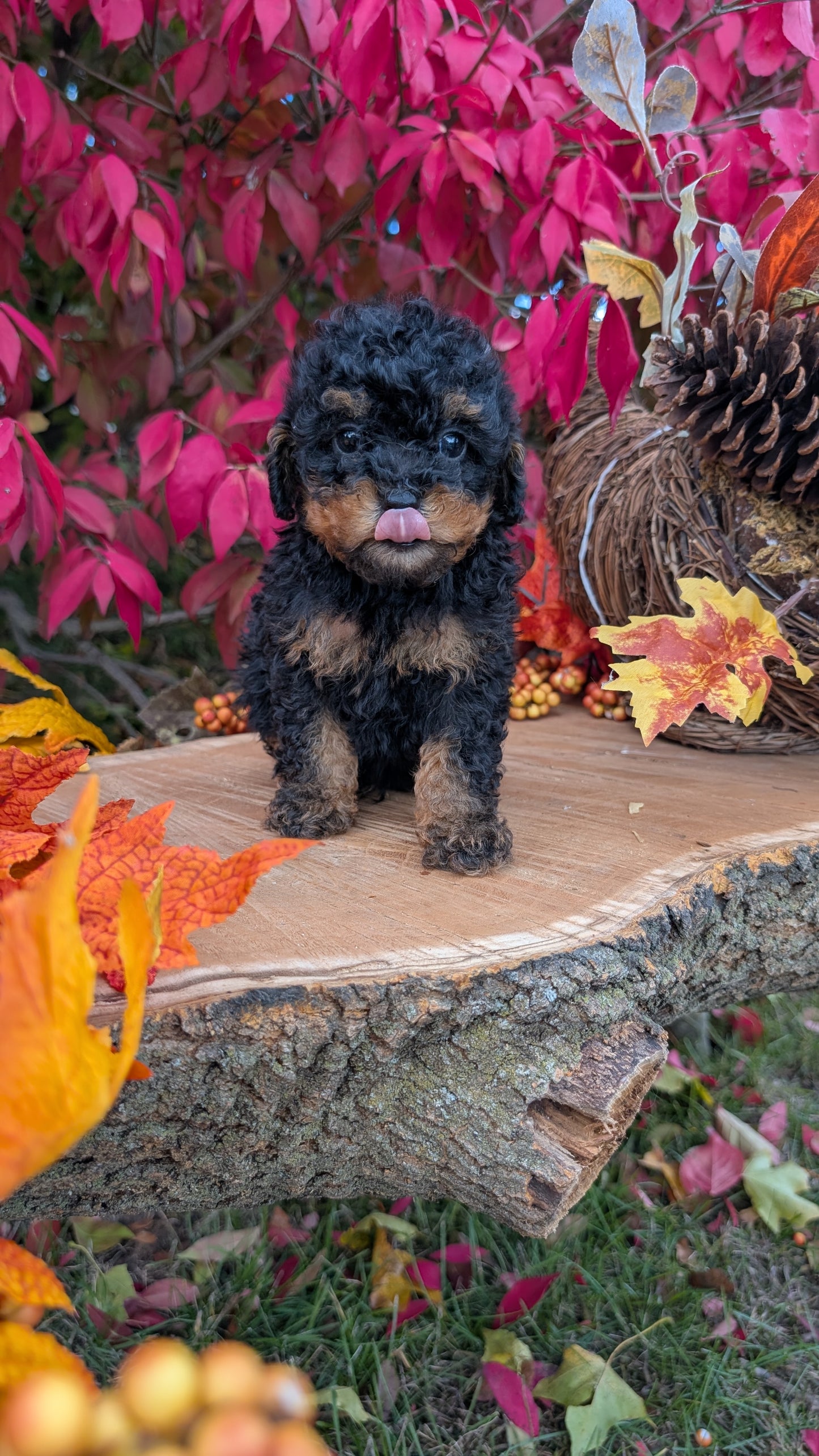 TOY POODLE (09/10) MALE