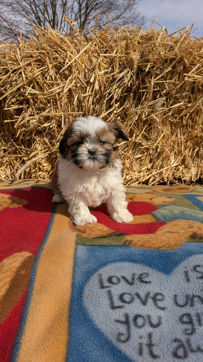 SHIH TZU (02/01) FEMALE
