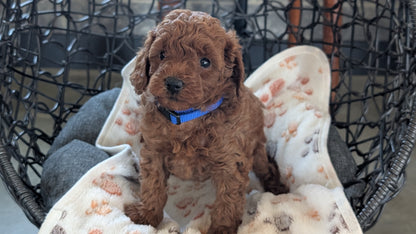 TOY POODLE (SEP 10) 4 MALES/2 FEMALES
