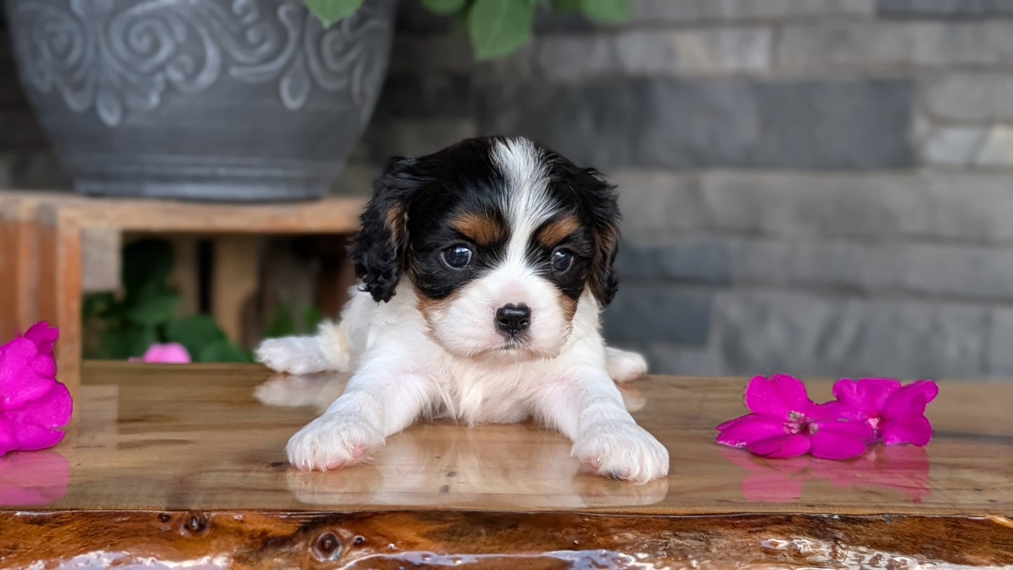 CAVALIER (JUL 18) 3 FEMALES/2 MALES