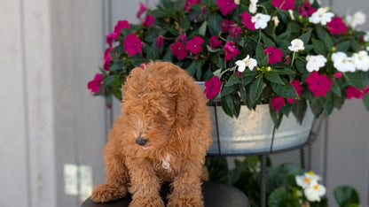 TOY POODLE (MAY 26) MALES
