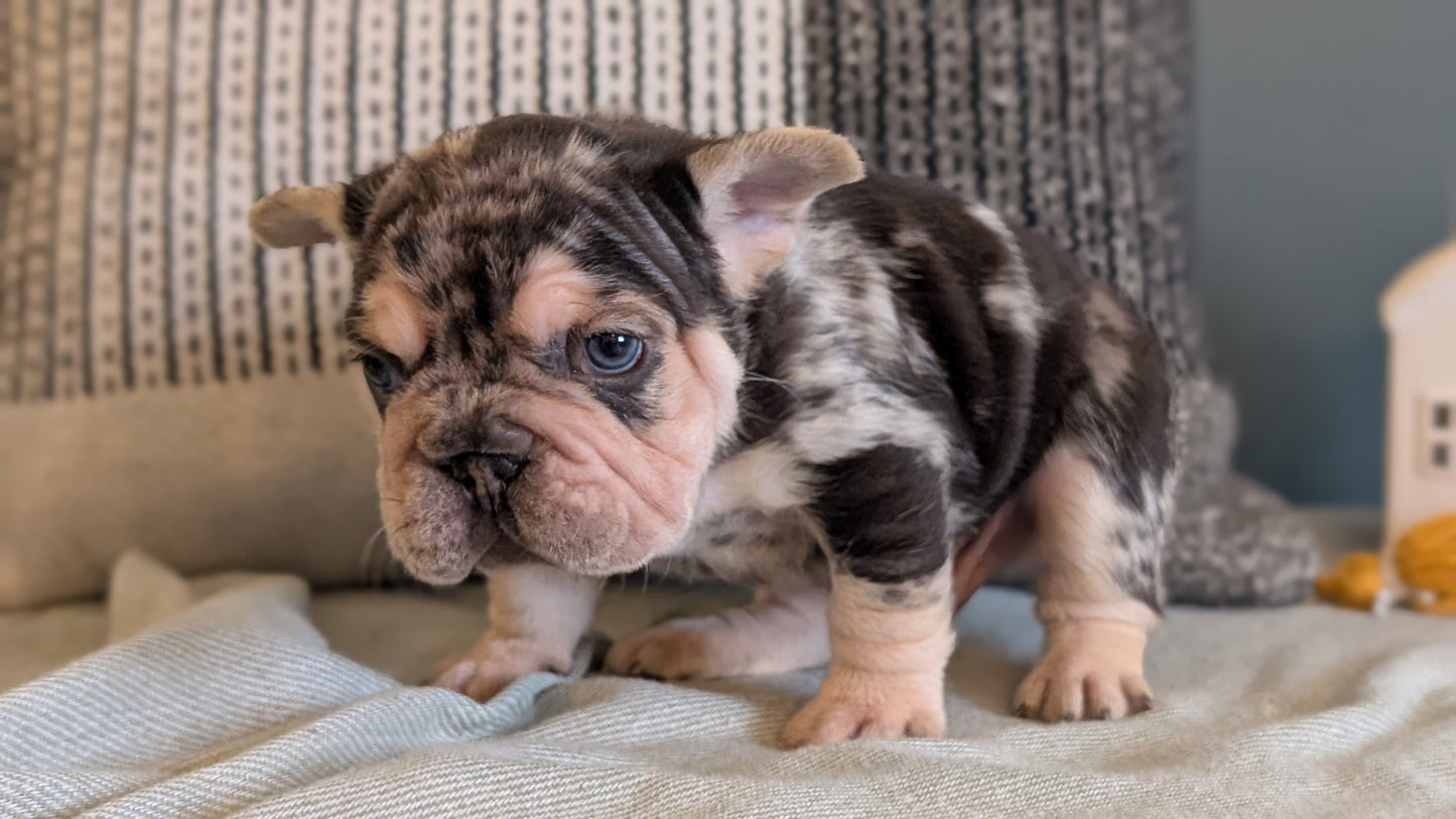 FRENCH BULLDOG (JAN 09) MALES