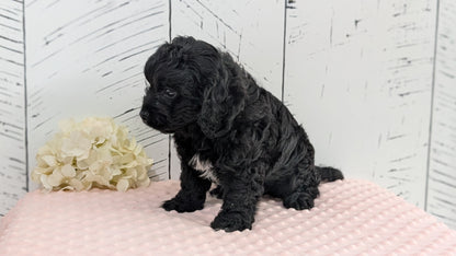 CAVAPOO (JUN 14) MALES