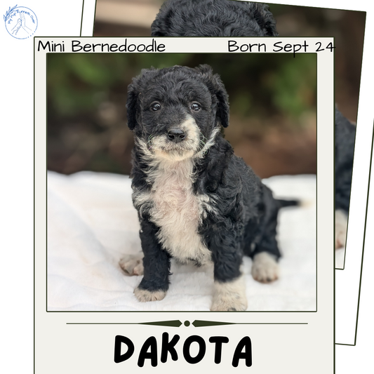 MINI BERNEDOODLE (09/24) FEMALE