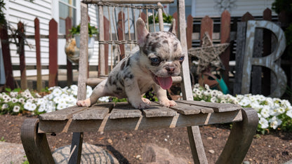 FRENCH BULLDOG (05/16) FEMALE