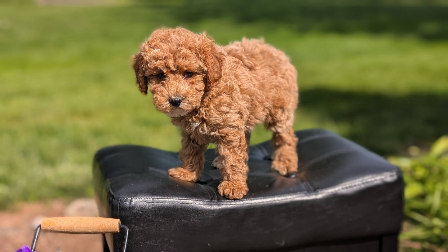 MINI POODLE (APR 03) FEMALES