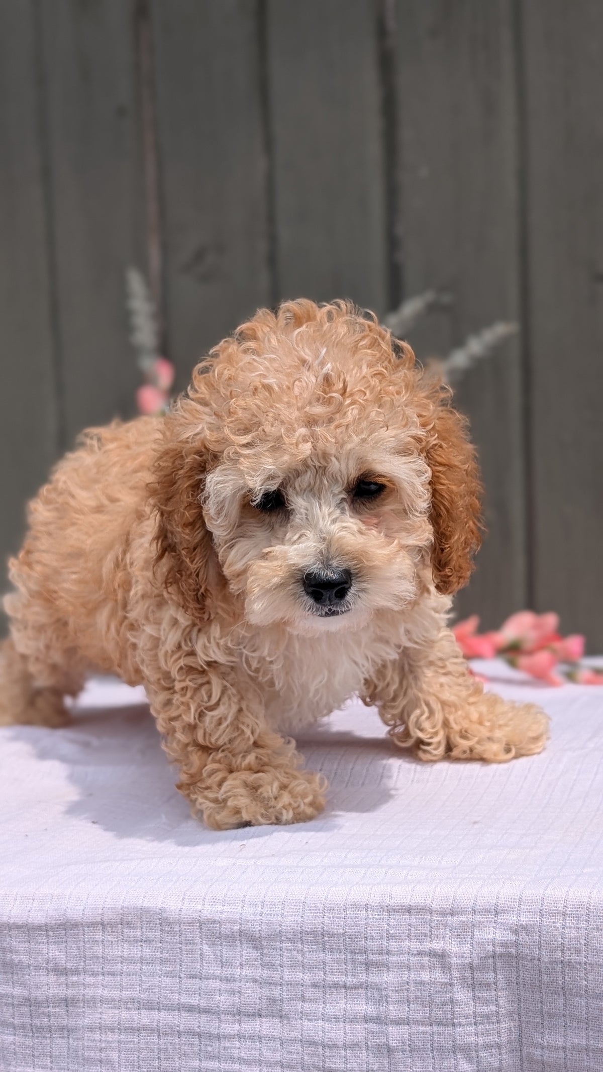 COCKAPOO (MAY 13) MALES