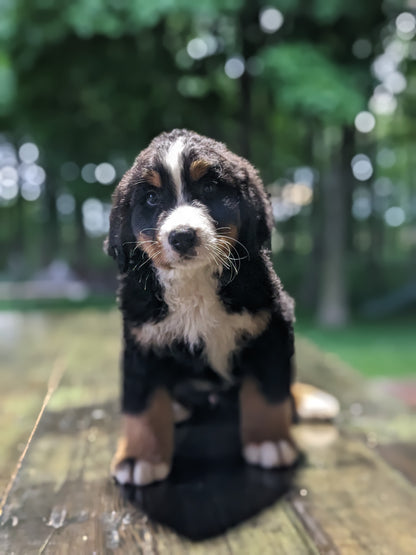 BERNESE MOUNTAIN DOG (03/21) MALE