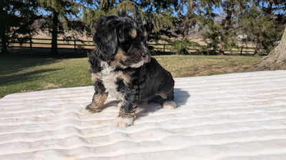 MINI BERNEDOODLE (02/09) MALE