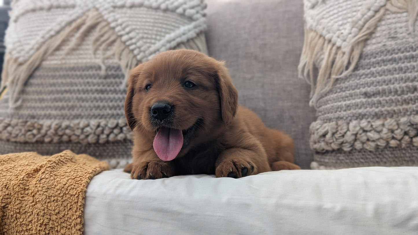 GOLDEN RETRIEVER (JUL 01) MALES