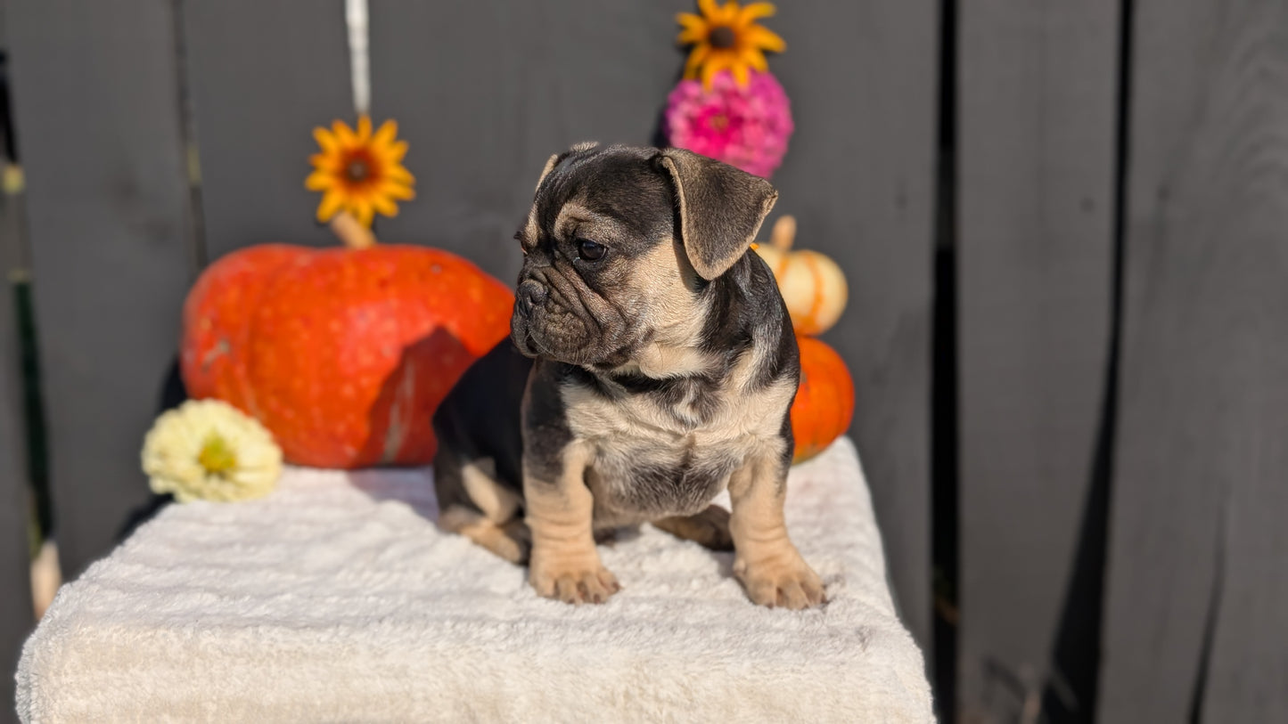 FRENCH BULLDOG (07/08) MALE