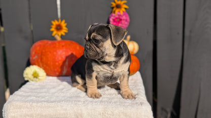 FRENCH BULLDOG (07/08) MALE