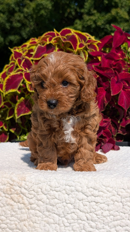 CAVAPOO (07/06) MALE