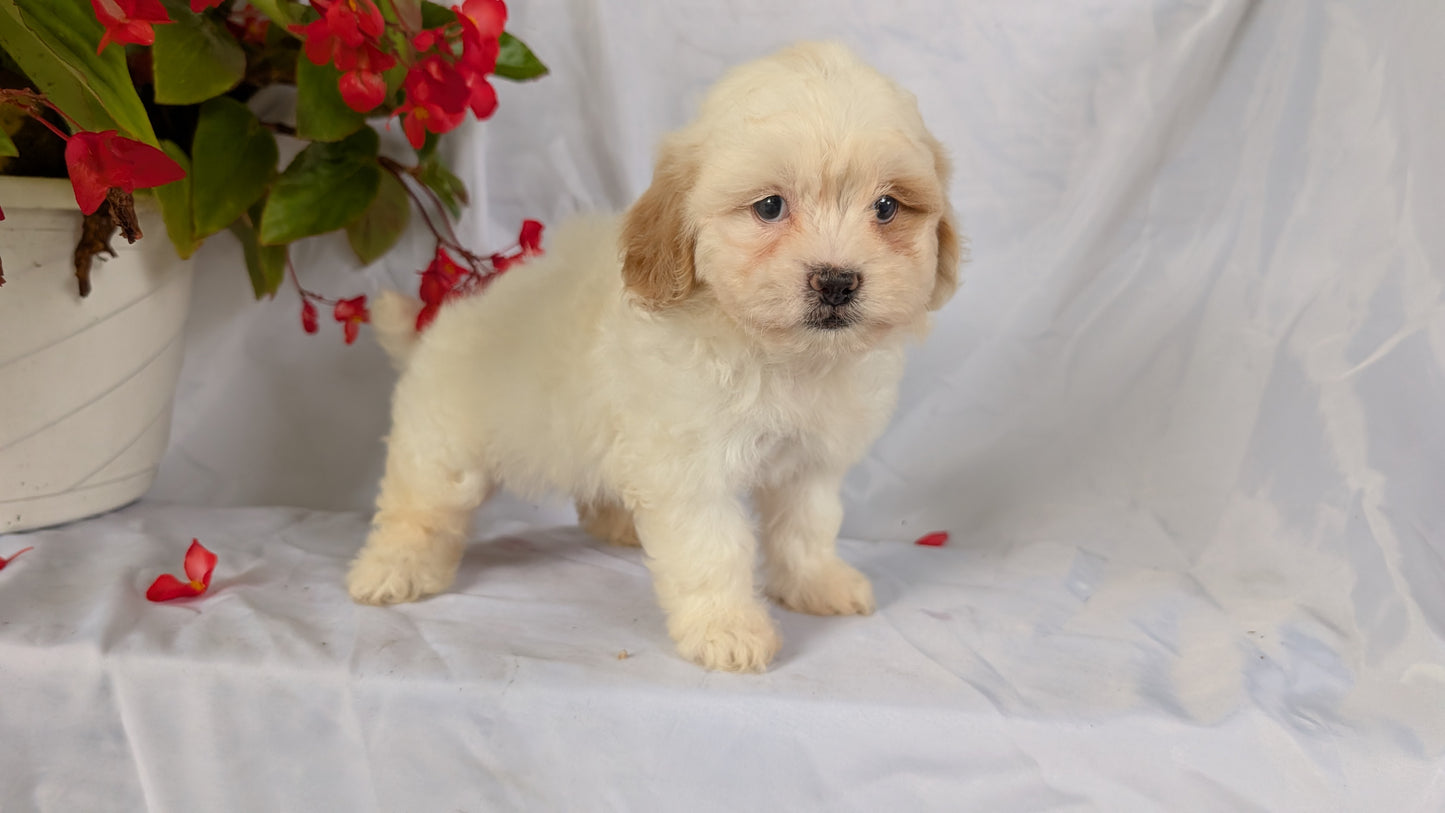 TEDDY BEAR (06/29) FEMALE