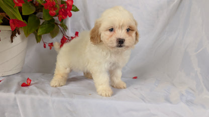 TEDDY BEAR (06/29) FEMALE