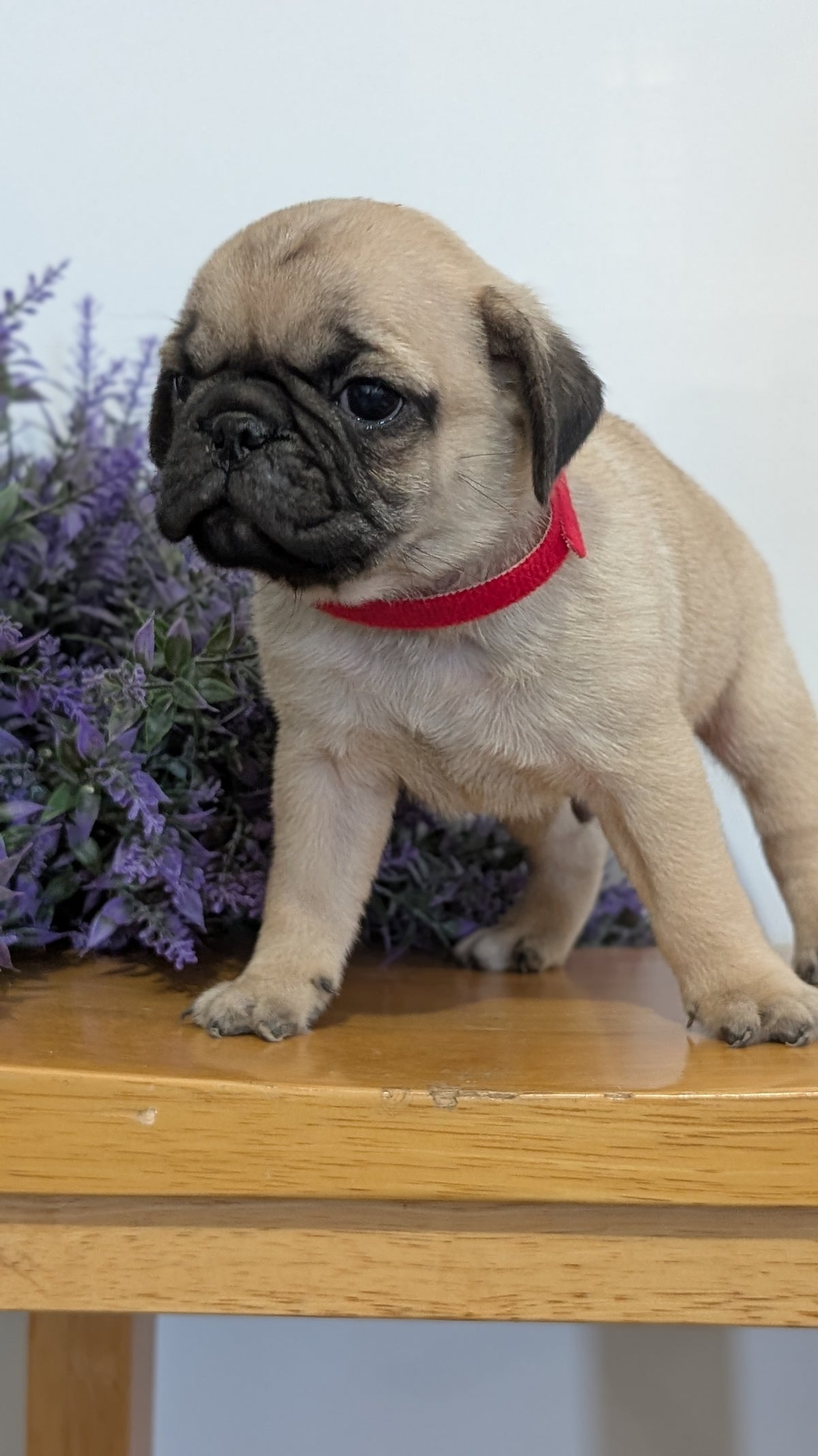 PUG (SEP 12) 4 MALES/1 FEMALE