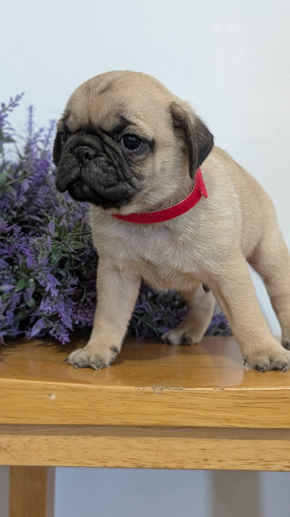 PUG (SEP 12) 4 MALES/1 FEMALE