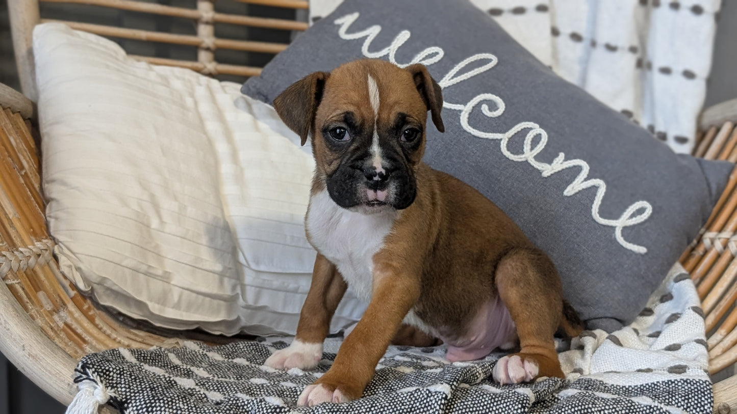 BOXER (OCT 12) MALES