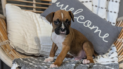 BOXER (OCT 12) MALES