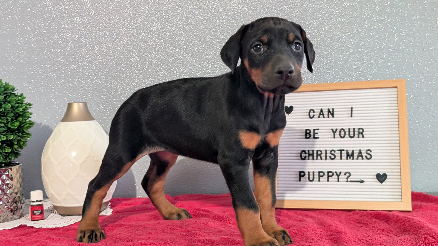 DOBERMAN PINSCHER (OCT 17) FEMALES