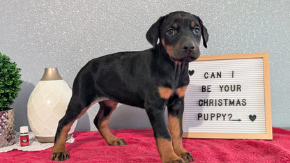 DOBERMAN PINSCHER (OCT 17) FEMALES