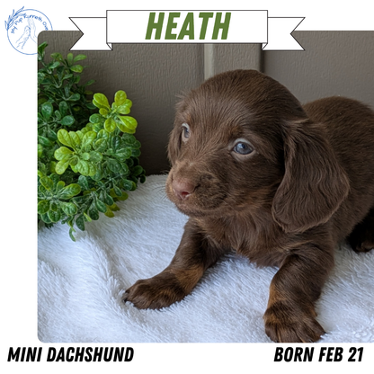 MINI DACHSHUND (02/21) MALE