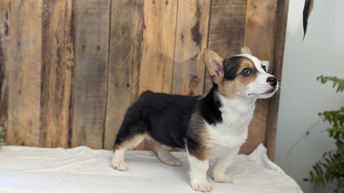 CORGI (JAN 09) FEMALE