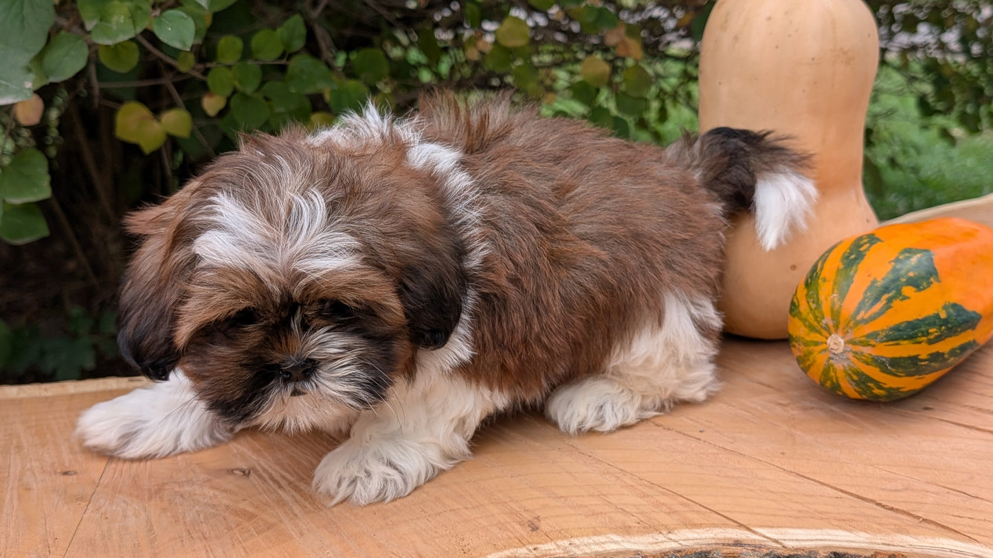 SHIH TZU (08/19) MALE