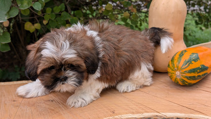 SHIH TZU (08/19) MALE