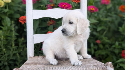 ENGLISH CREAM RETRIEVER (AUG 19) 3 MALES/4 FEMALES