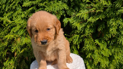 GOLDEN RETRIEVER (07/16) FEMALE
