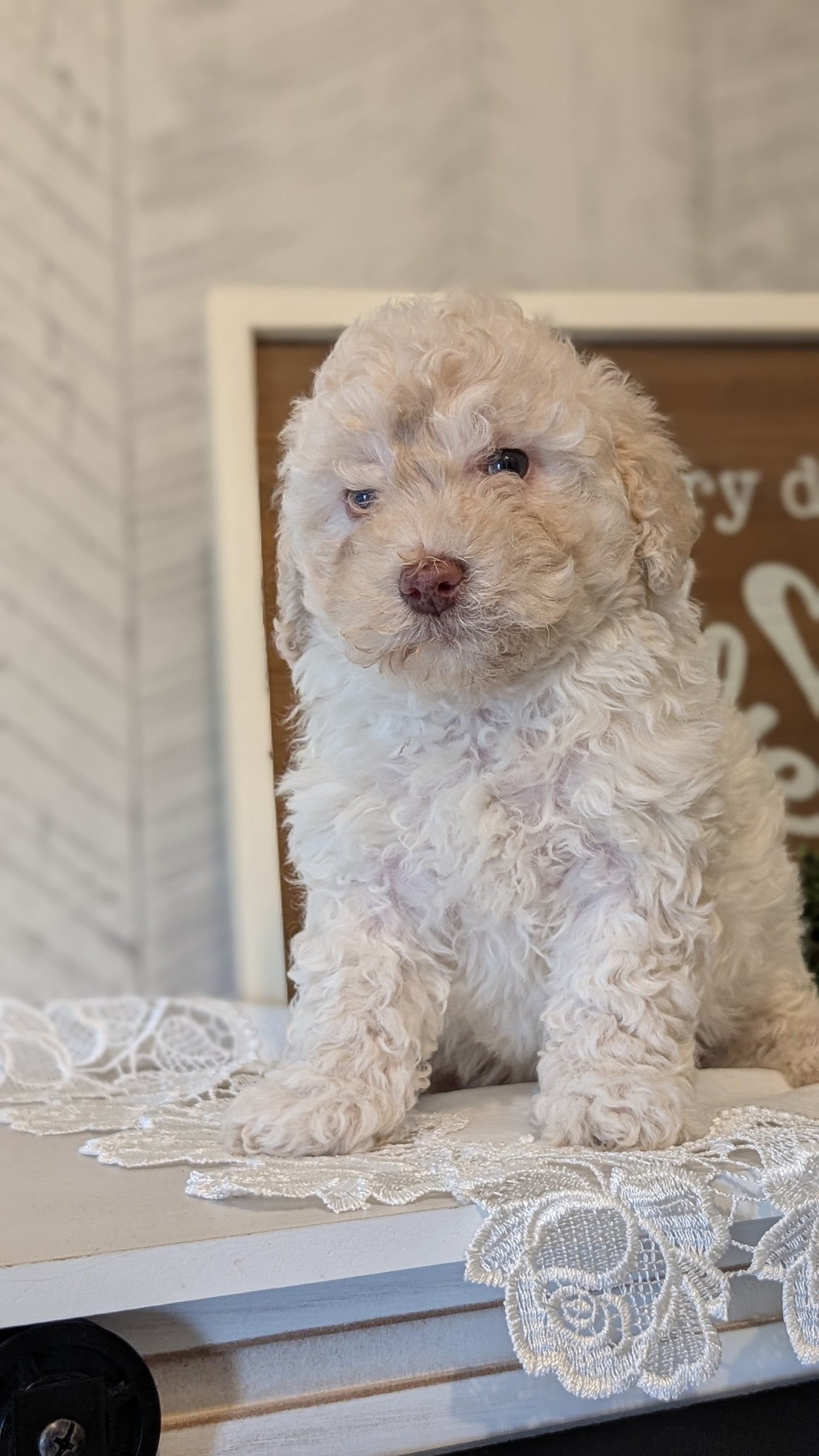 MALTIPOO (APR 05) FEMALES