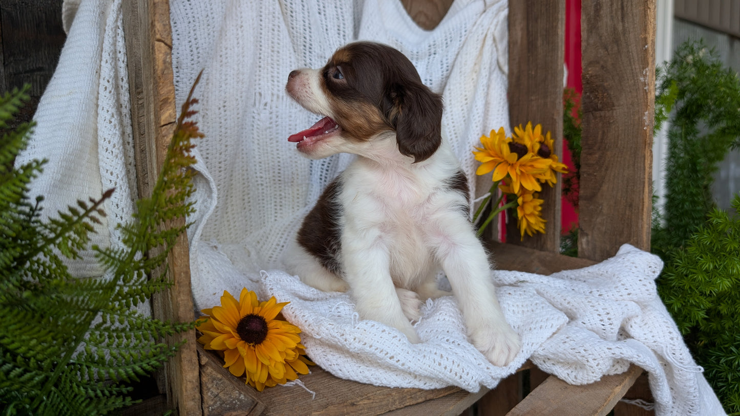 COCKAPOO (06/02) FEMALE