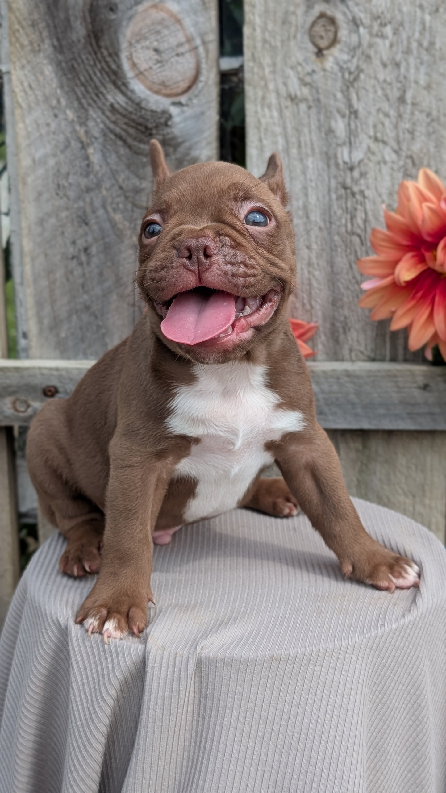 FRENCHTON (JUL 14) 2 MALES/1 FEMALE