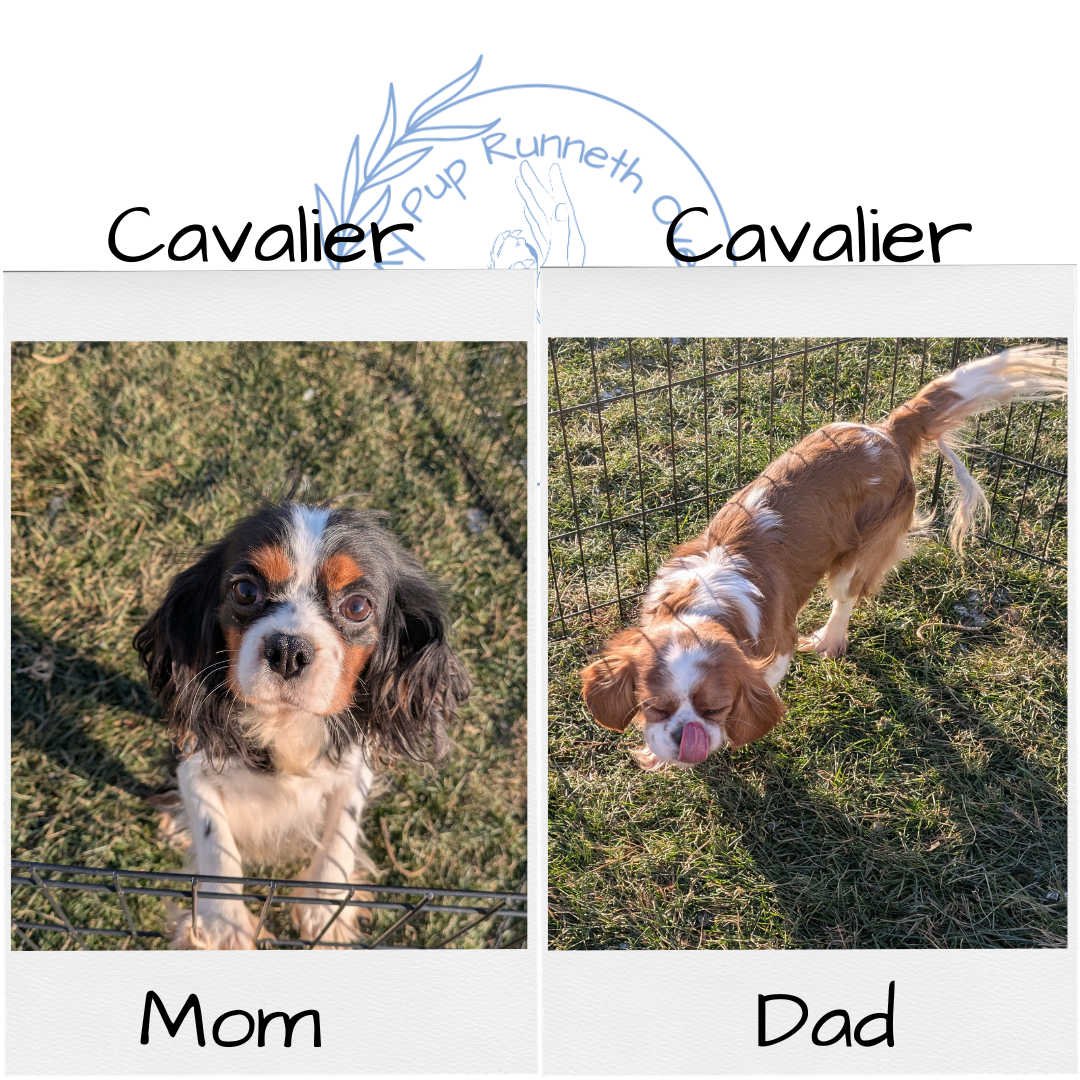 CAVALIER (10/15) FEMALE