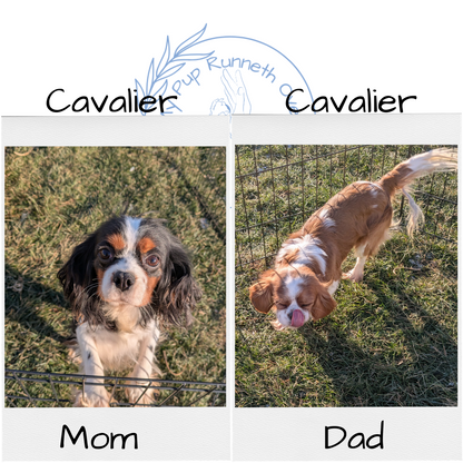 CAVALIER (10/15) FEMALE