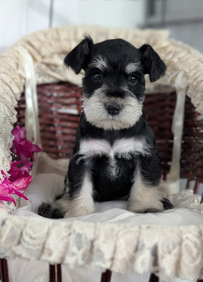 MINI SCHNAUZER (JAN 10) MALES