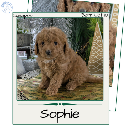 CAVAPOO (10/10) FEMALE