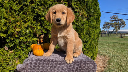 GOLDEN RETRIEVER (08/14) MALE
