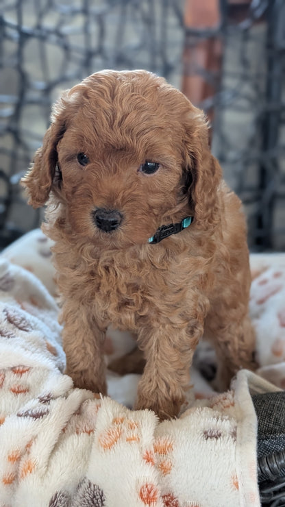 TOY POODLE (SEP 10) 4 MALES/2 FEMALES