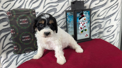 MINI LABRADOODLE (OCT 20) FEMALES